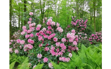 Rhododendronpark im Kurpark Bad Sassendorf