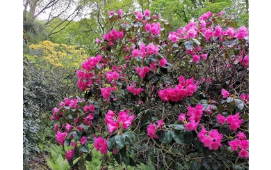 Rhododendron im Kurpark