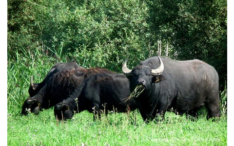 Wasserbüffel im Naturschutzgebiet Woeste bei Bettinghausen