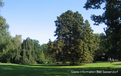 Der Kurpark Bad Sassendorf bietet zu jeder Jahreszeit besondere Highlights: den Rhododendrenpark im Mai/Juni, den Rosengarten im Juli/August und wussten Sie, dass im Winter die Japanische Zaubernuss blüht?